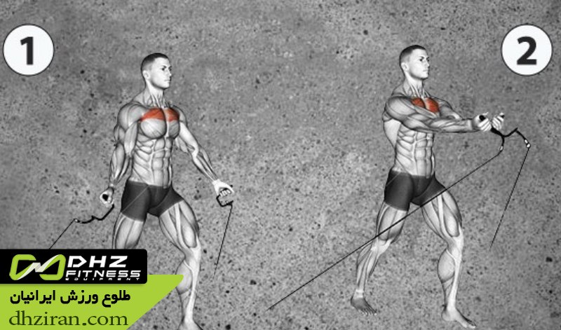 فلای سیم کش پایین (Decline Cable Fly): 